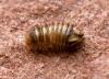 Anthrenus sp.